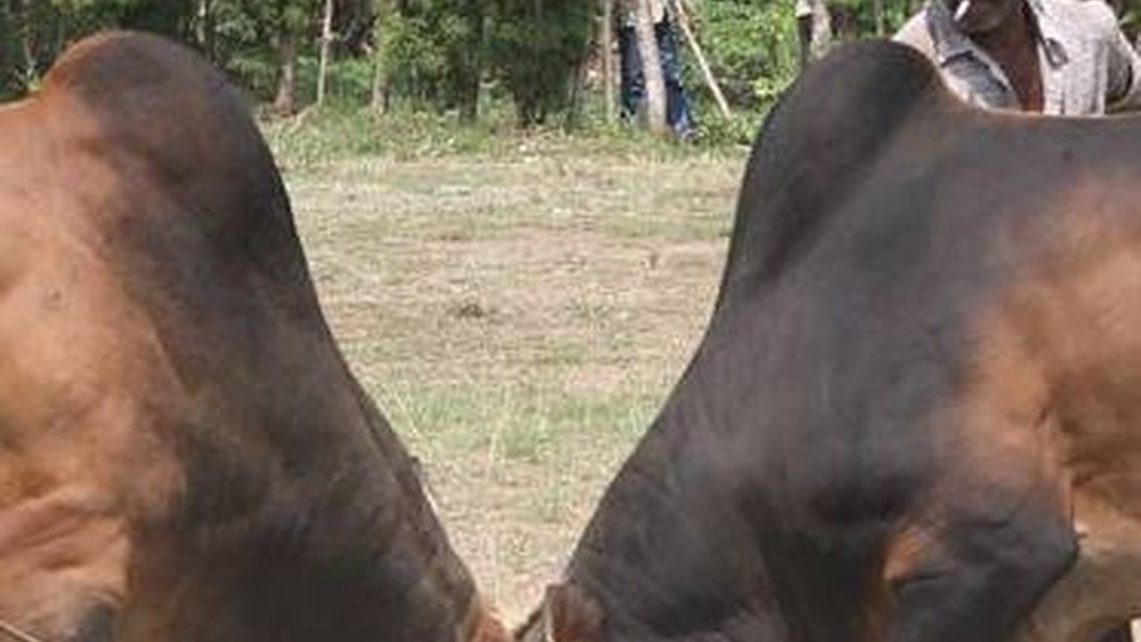 Mengenal Tradisi Toktok, Aduan Sapi Musim Kemarau di Masalembu Sumenep