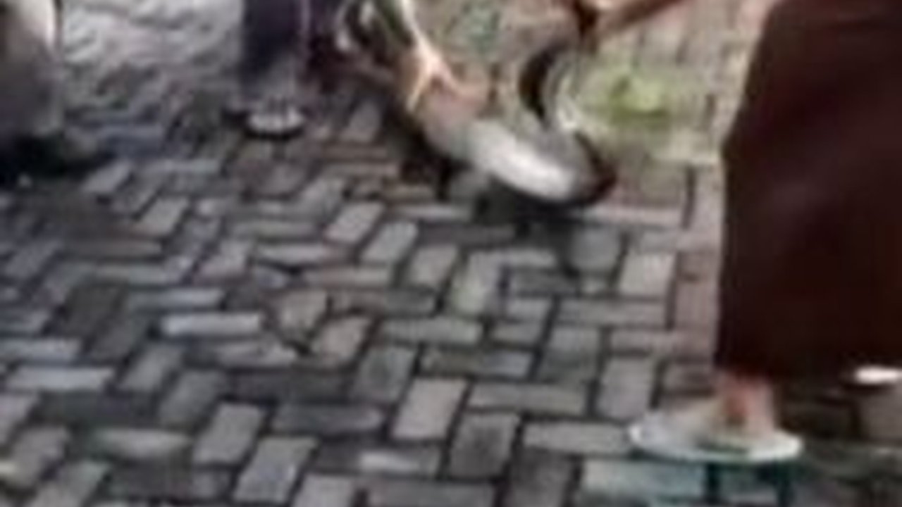 Bapak-bapak Ketakutan, Nyali Emak-emak Ini Bikin 'Harga Diri Pria Jatuh', Duel sama Ular lalu Menangkapnya di Lingkungan Komplek