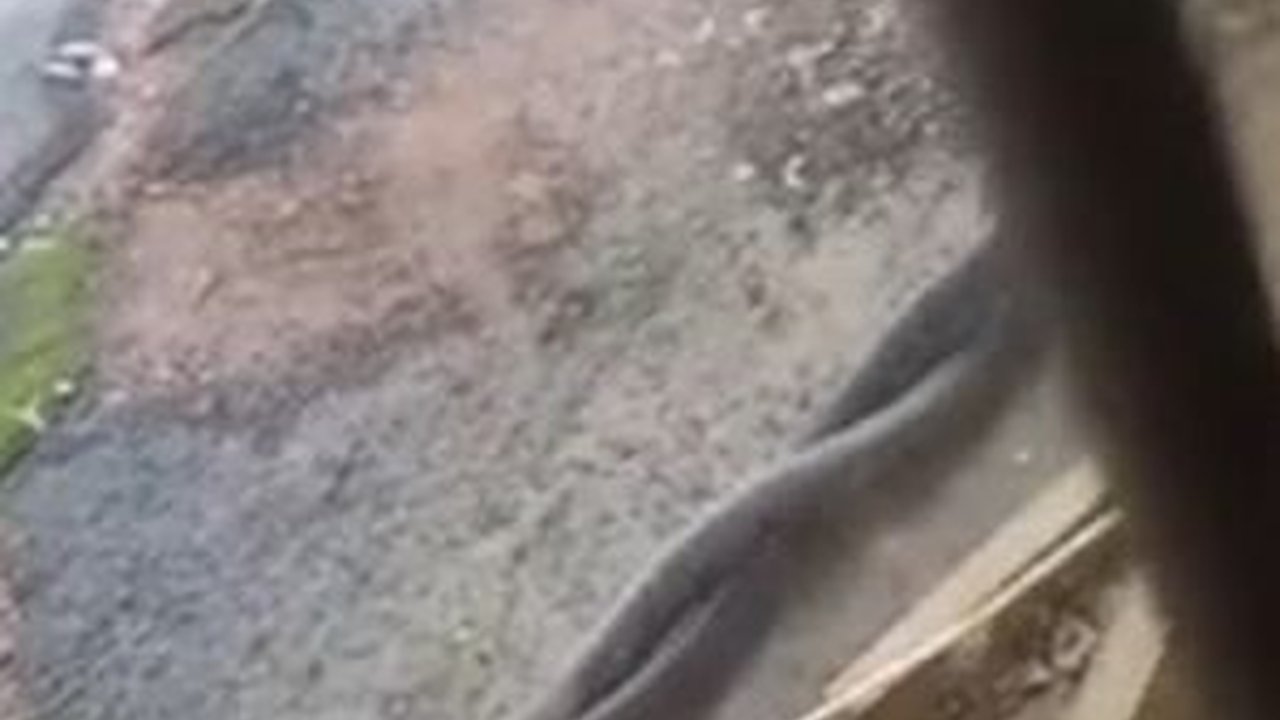 Video Duel Ular Mematikan Black Mamba Demi Memikat Hati Sang Betina