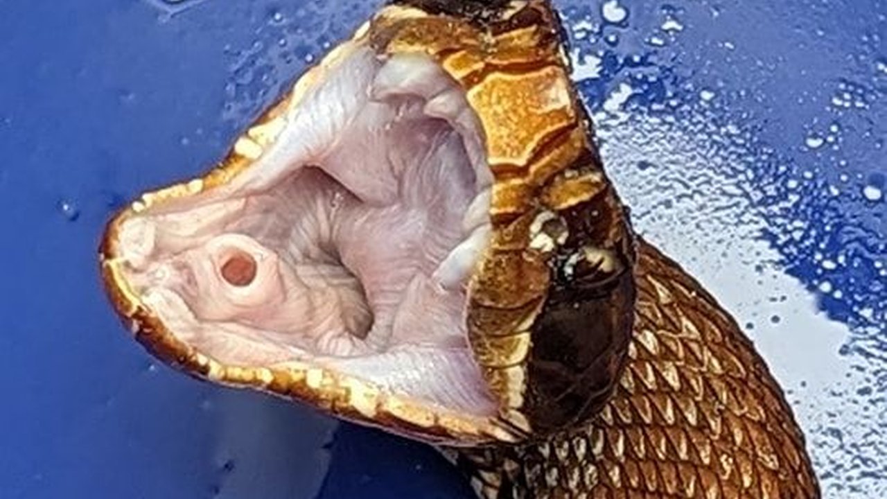 Wanita Ini Kaget Lihat Ular di Kolam Ikan Koi, Langsung Telepon Pawang