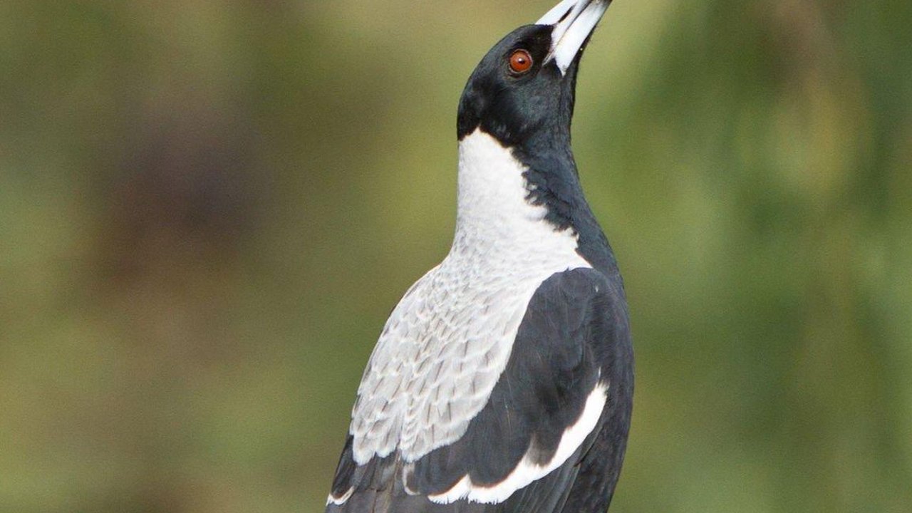 Cara Merawat Burung Kacer Agar Sehat dan Kicau Gacor