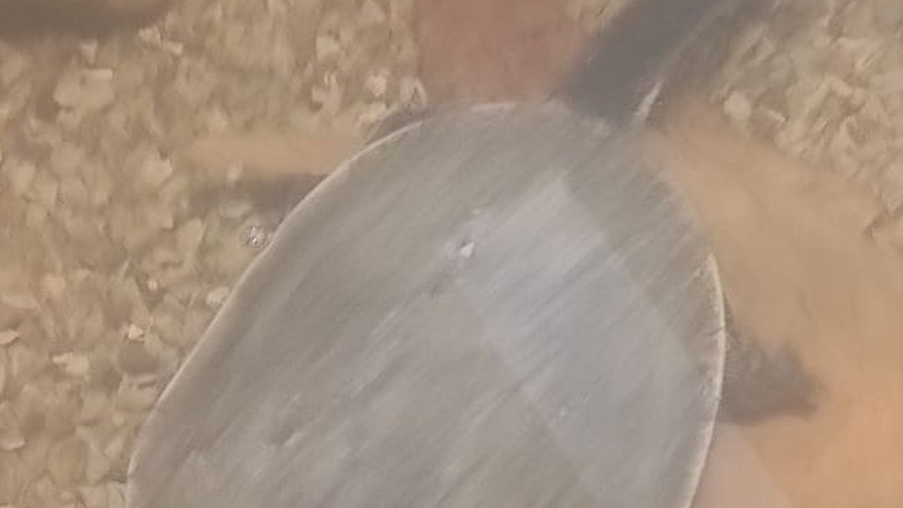 Mengenal Lebih Dekat Kura-Kura Leher Ular, Tak Banyak Orang yang Tahu