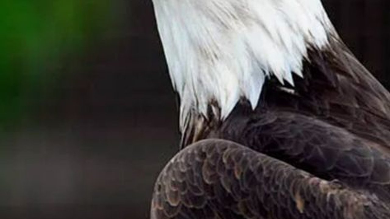 Pernahkah Terpikir Mengapa Burung Tidak Bergigi? Begini Penjelasan Peneliti