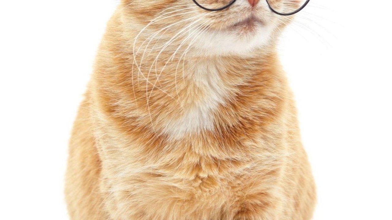 25 Kata-kata Mutiara tentang Kucing dari Para Tokoh, Inspiratif dan Penuh Makna