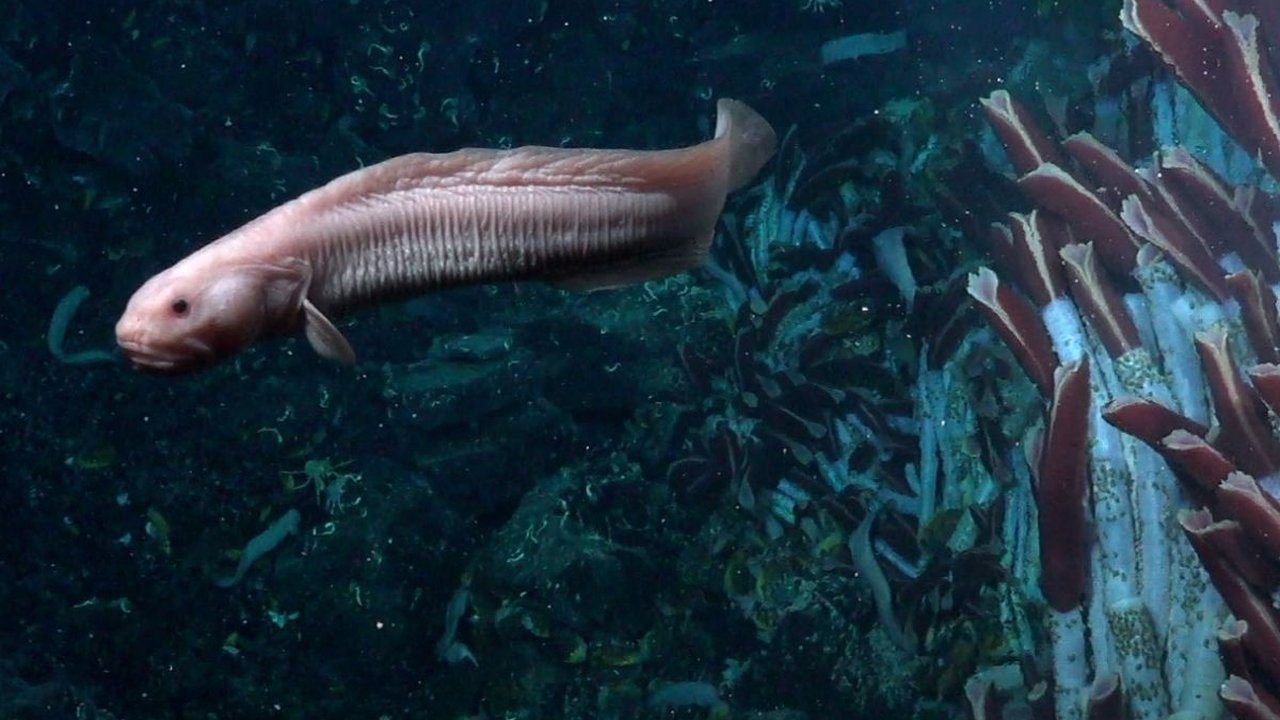 Pertama Kalinya Ilmuwan Berhasil Melihat Kehidupan di Laut Dalam, Begini Penampakannya