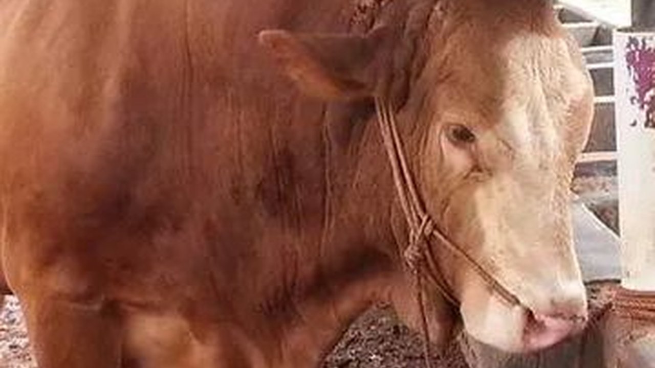 Satu Sapi di Wonogiri Positif Antraks, Begini Awal Mula Temuannya