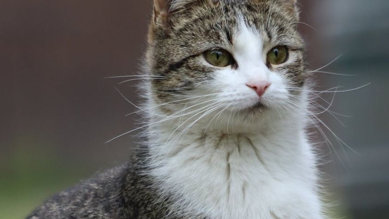 Memperingati Hari Kucing Sedunia, Hal Ini yang Membuat Kucing Bahagia