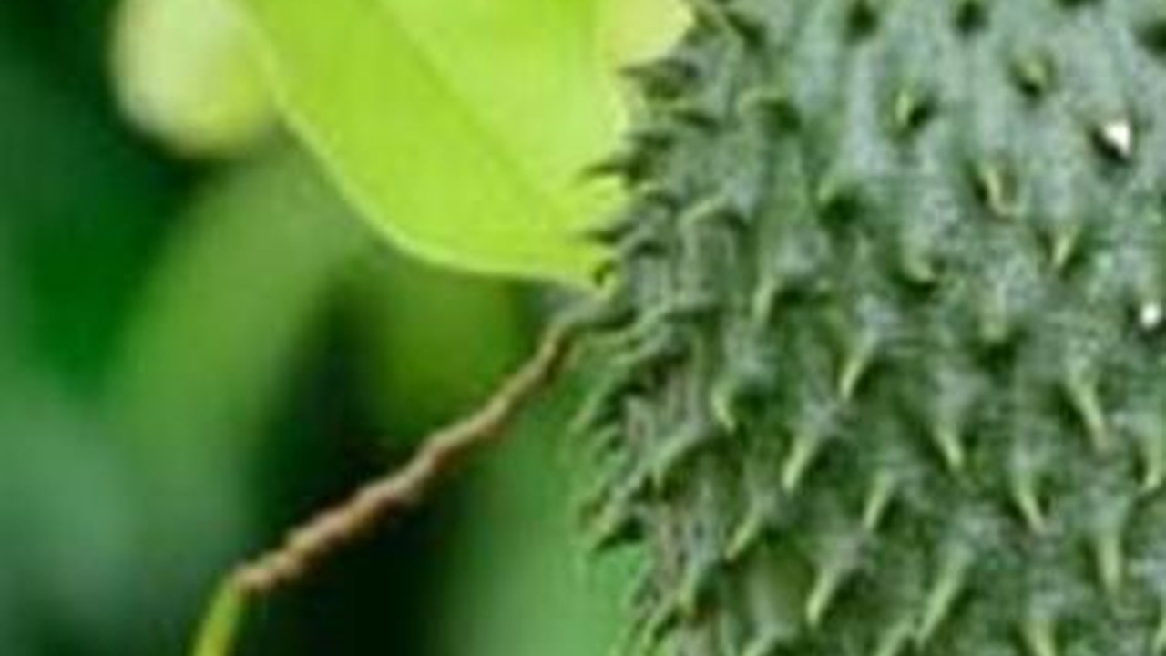Manfaat Daun Sirsak dan Buahnya, Coba Rutin Konsumsi Mulai Sekarang