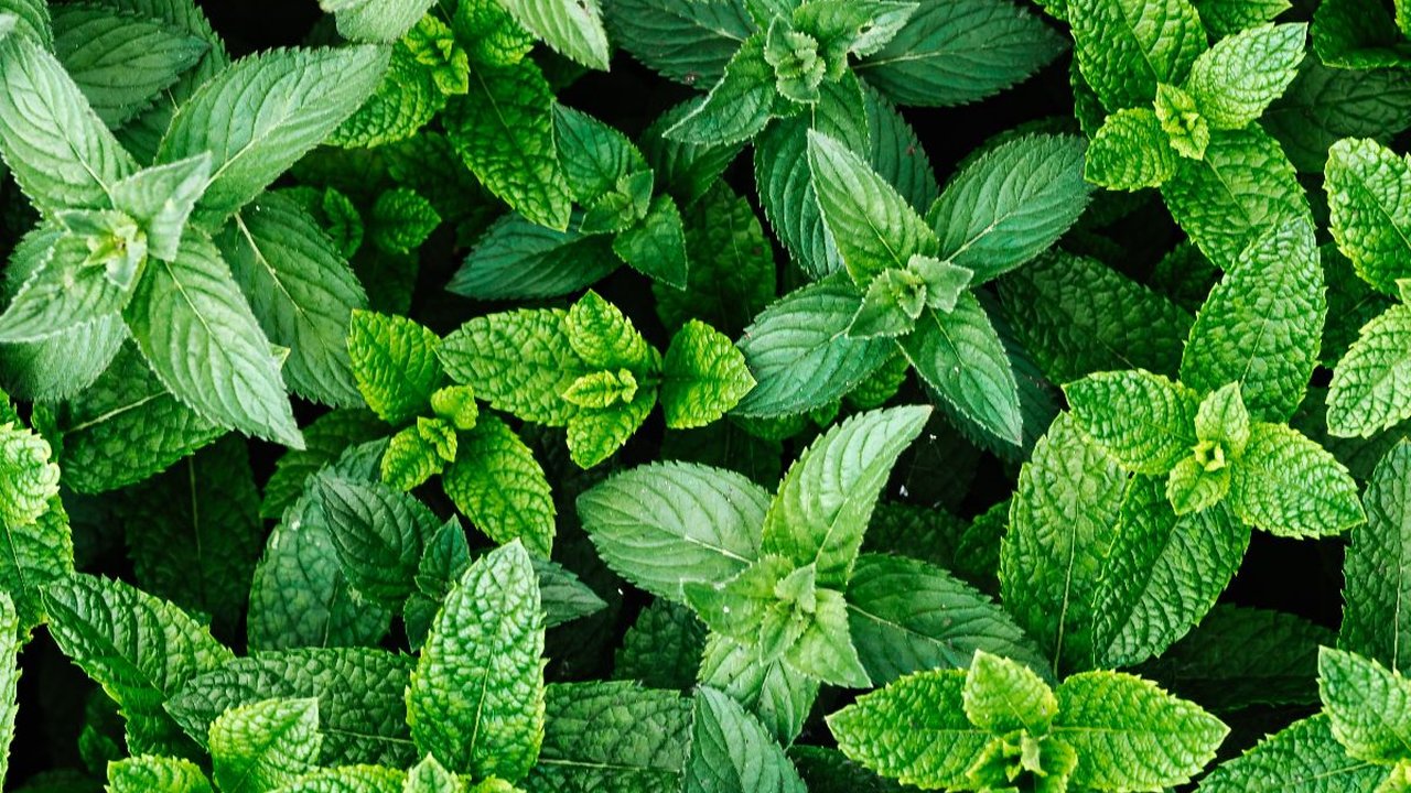 15 Manfaat Kesehatan yang Bisa Diperoleh dari Daun Mint