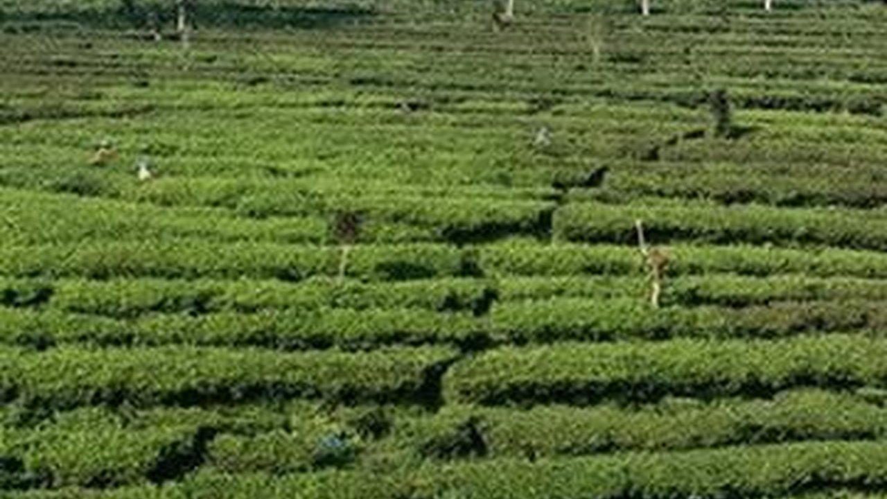 PTPN Ekspor Perdana Teh Oolong Indonesia ke Vietnam, Berikut Fakta-faktanya