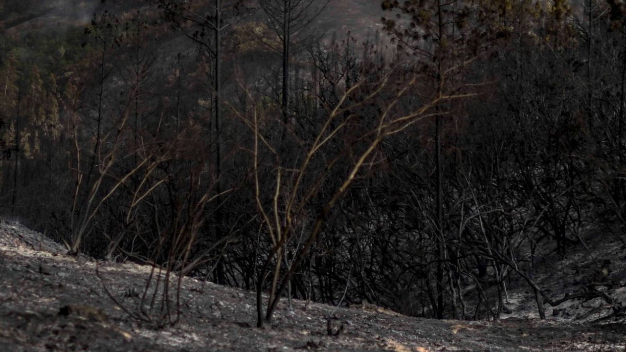 FOTO: Amukan Si Jago Merah Terus Menghanguskan Isi Hutan Portugal, Suhu Panas Ekstrem Jadi Penyebabnya