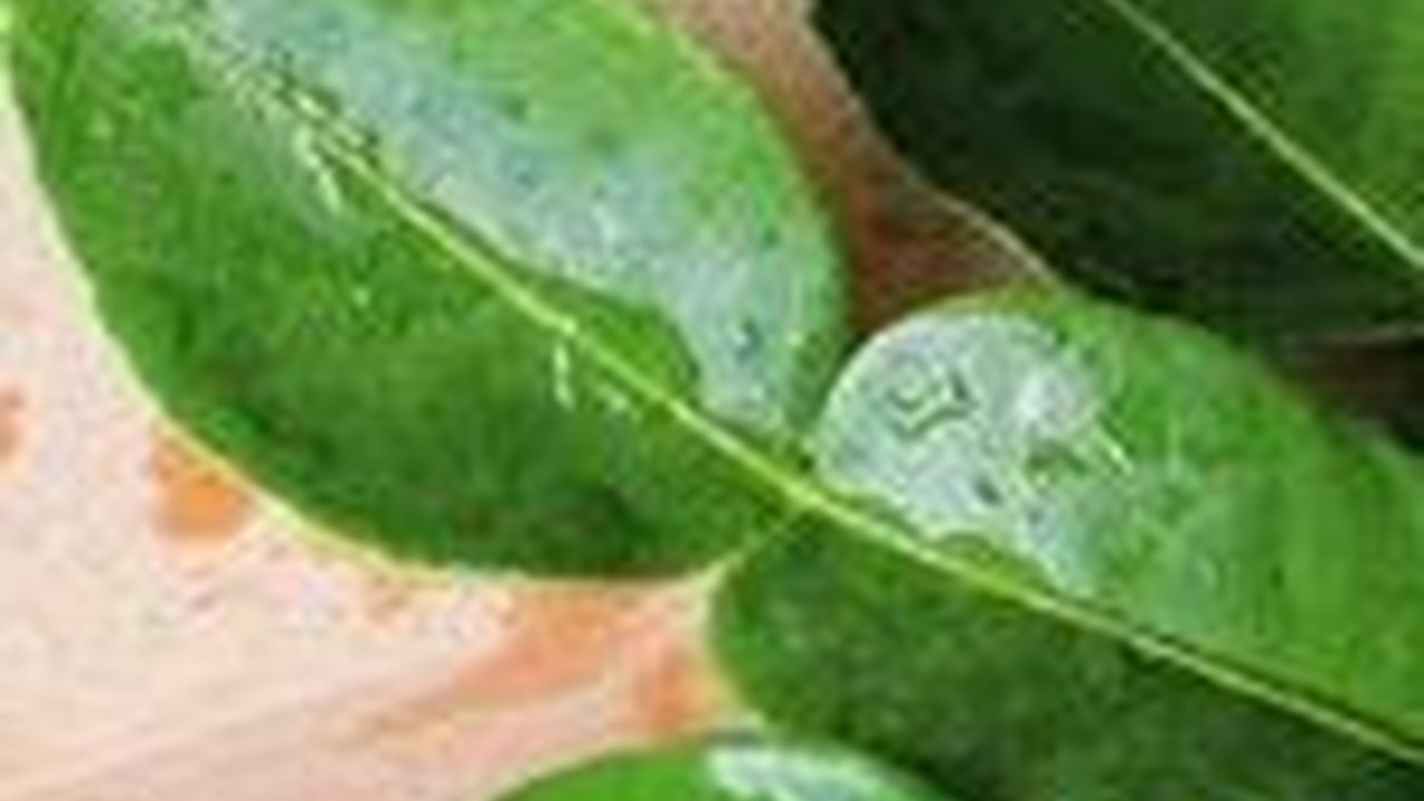 15 Daun Aromatik Bikin Masakan Jadi Wangi dan Bikin Lezat