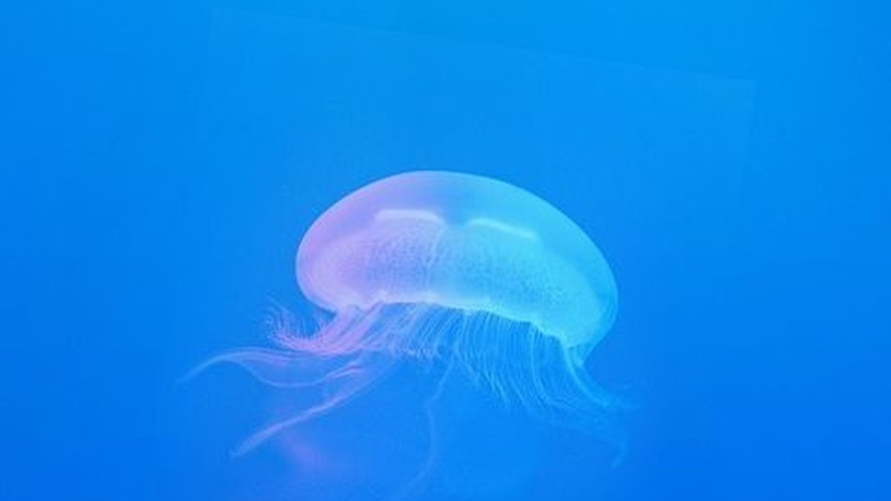 Cerita Ilmuwan yang Pernah Masuk Lubang Bawah Laut yang Mengerikan