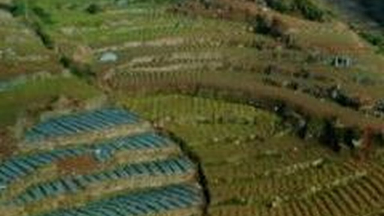 Mulai dari Temanggung hingga Kudus, Begini Sejarah Peradaban Tembakau di Jawa Tengah