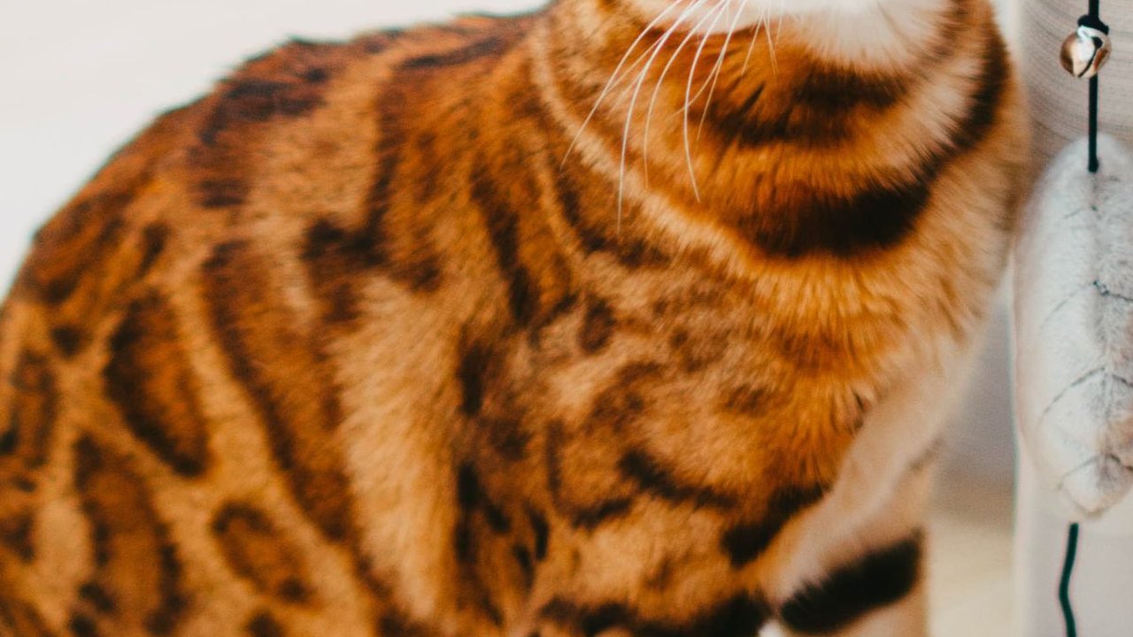 Jenis Kucing Bengal dan Karakteristik, Pahami Sifat dan Cara Merawatnya