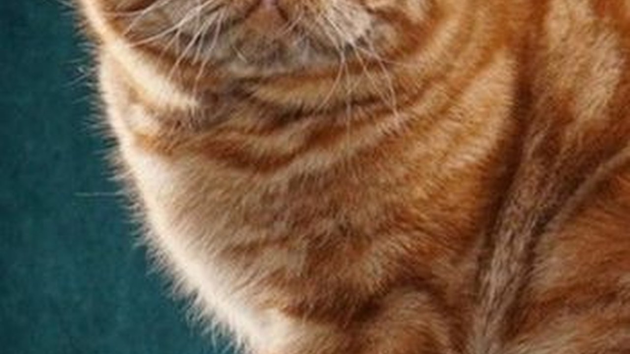 120 Nama Kucing Jantan Keren & Gagah, Cocok Diberikan ke Anak Bulu Kesayangan