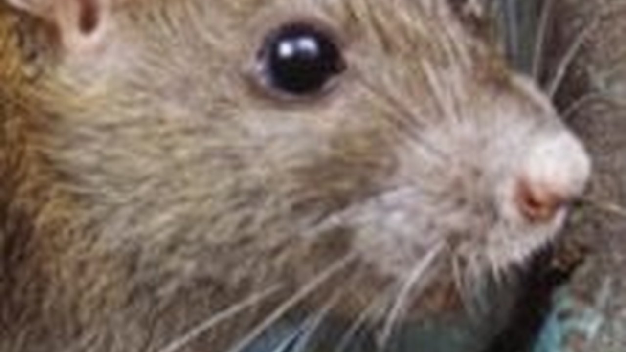 Viral Tikus Got Masuk ke Celana Montir, Bikin Warganet Ngeri