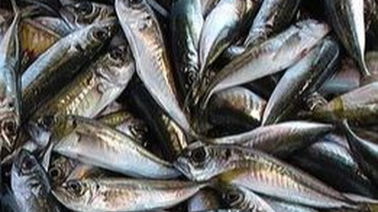 7 Makanan Ini Rawan Mengandung Formalin, Sudah Tahu Ciri-cirinya?