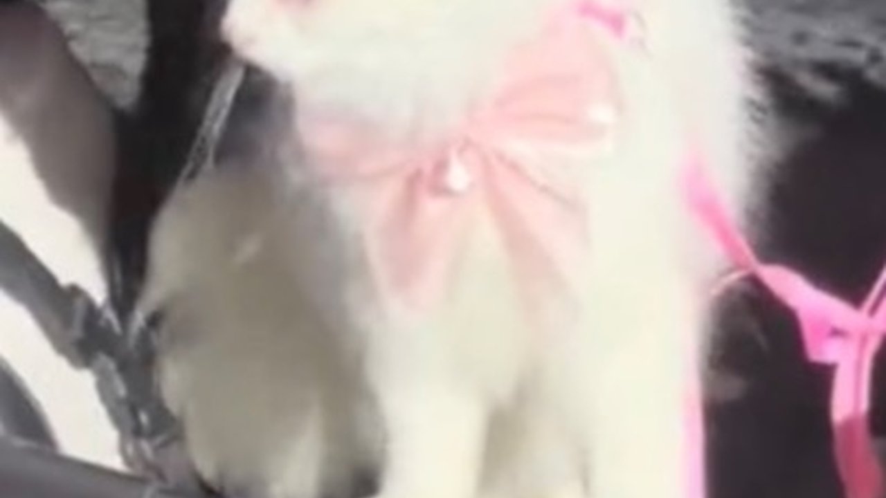 Viral Video Kucing Hadiri Pernikahan Pemiliknya, Bawa Cincin Nikah