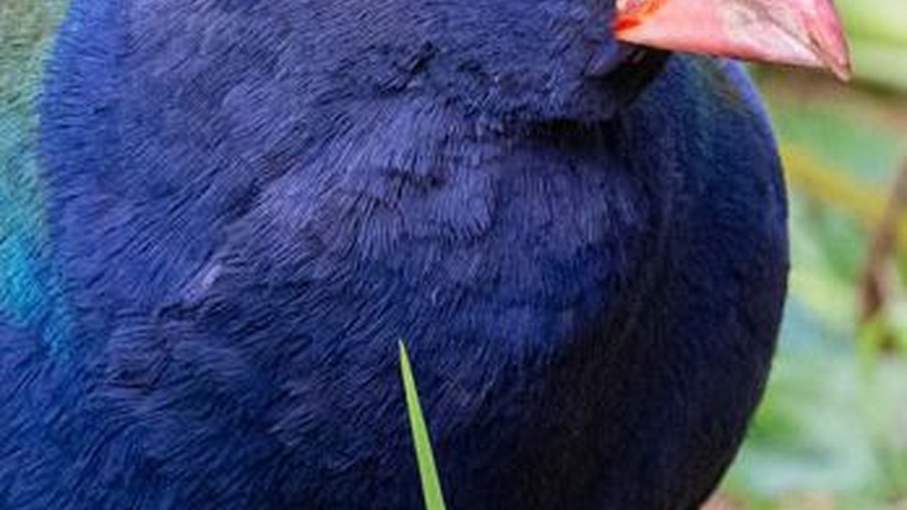 Sempat Dinyatakan Punah, Burung Prasejarah Ini Kembali Hidup Berkeliaran di Alam Bebas