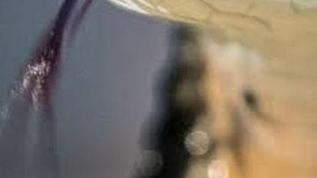 Belasan Anak Ular Korban Teror Warga Sawangan Depok