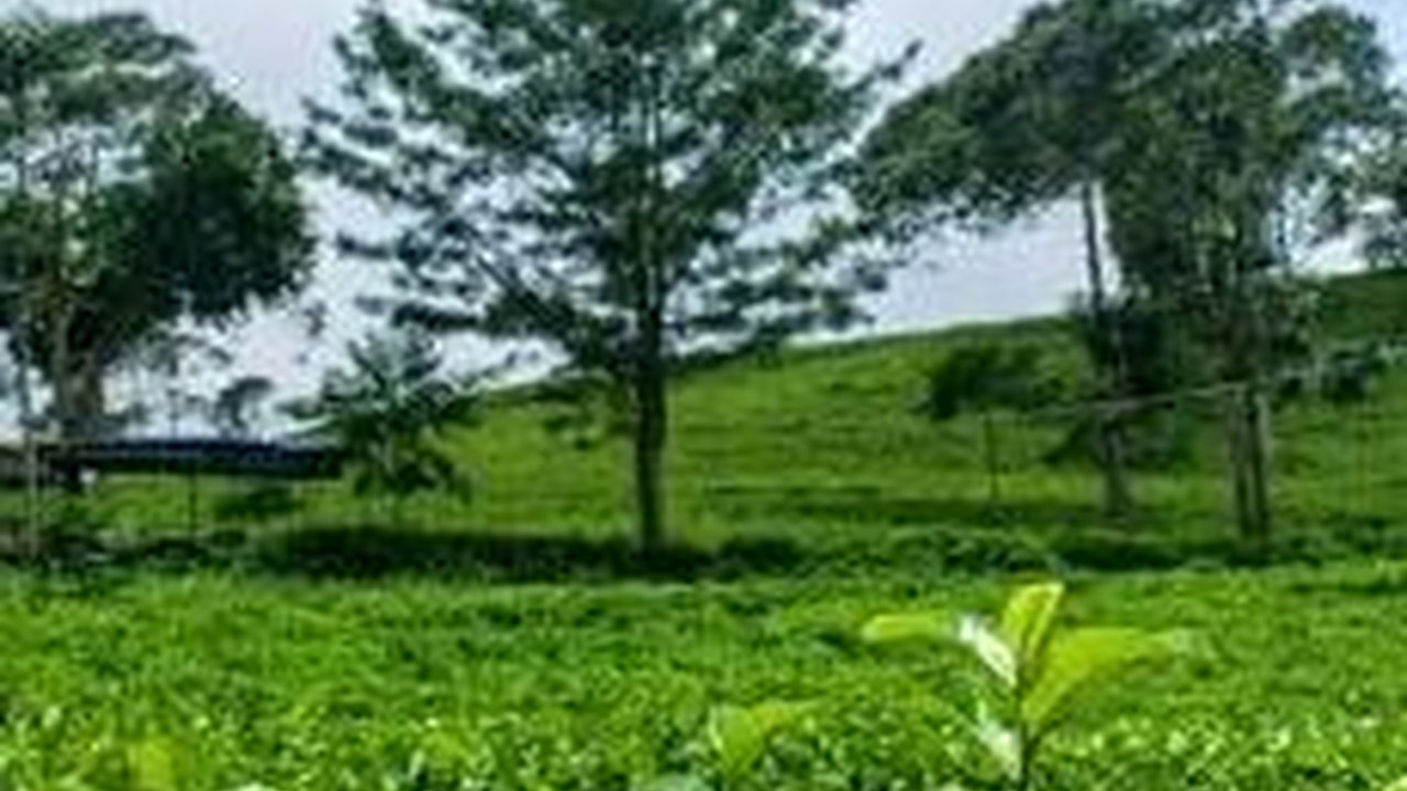 Sejarah Kebun Teh Kemuning, Sisa Kejayaan Mangkunegaran di Lereng Gunung Lawu