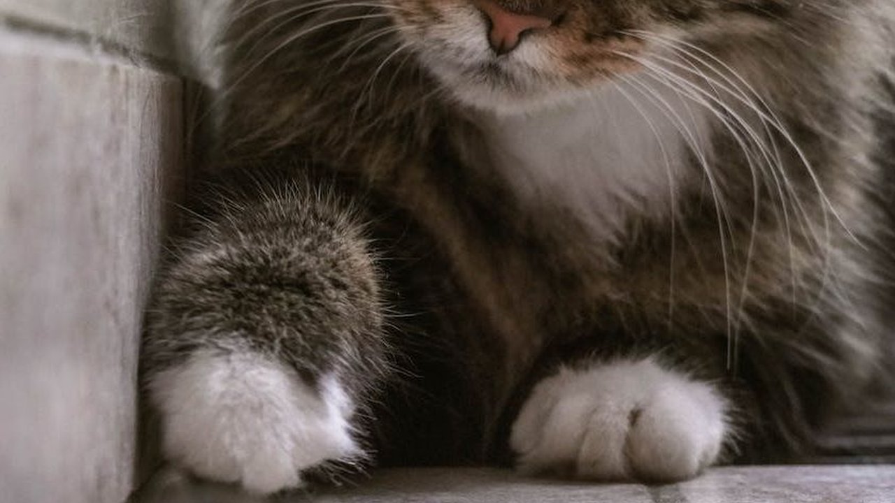 Sudah Tahu Ciri Kucing Cacingan? Perhatikan Hal Ini dan Cara Mengobatinya