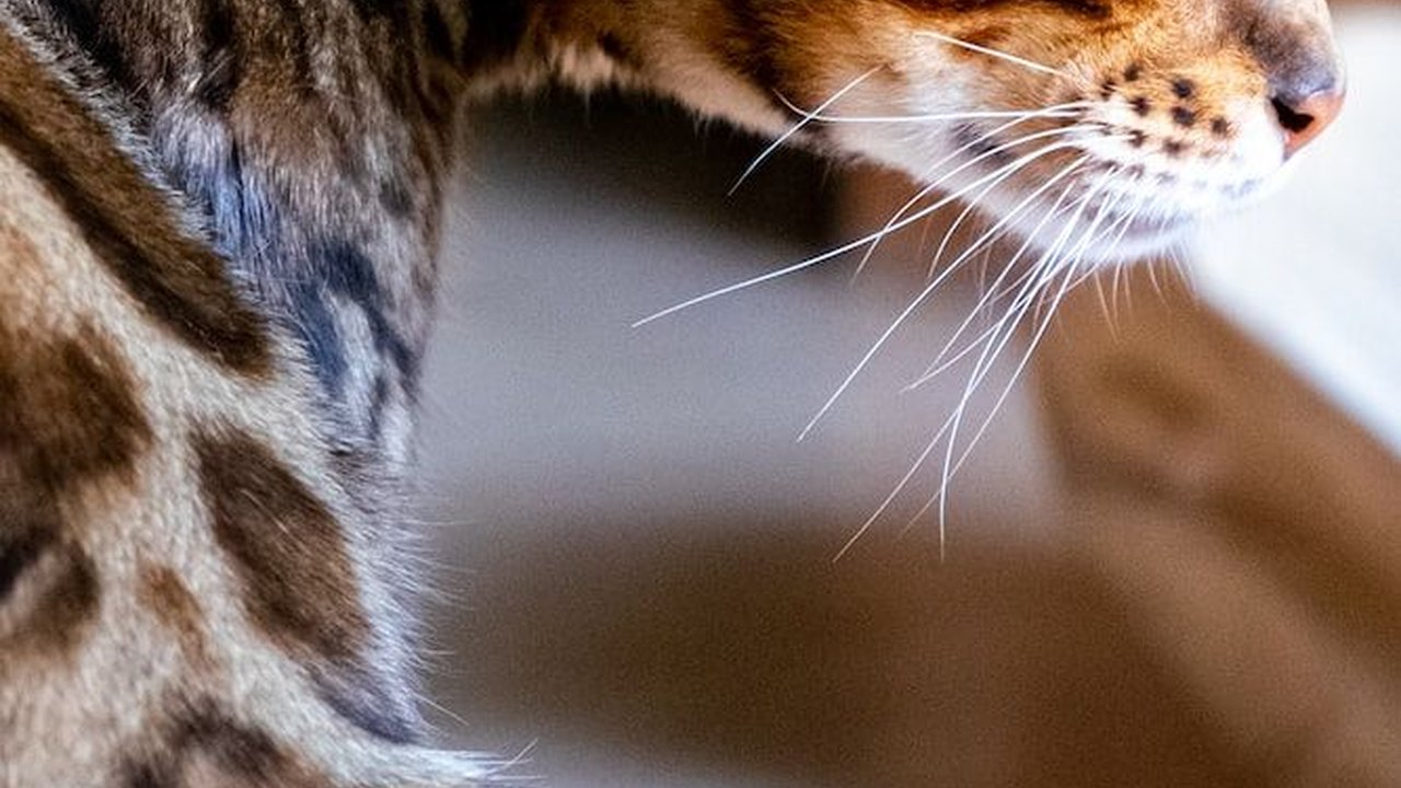 Mengenal Kucing Bengal: Karakteristik, Sifat, Cara Merawat, dan Kisaran Harganya