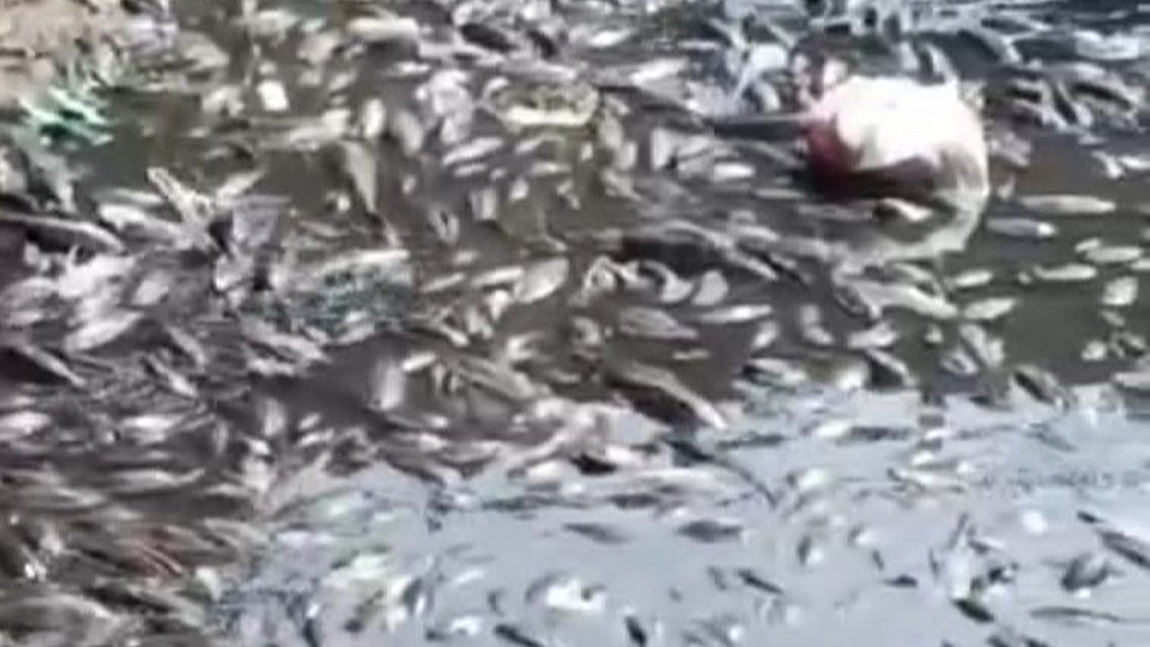Sungai Cileungsi Menghitam, Bau sampai Ikan Mati, Bupati Bogor Diundang Susuri Aliran yang Tercemar