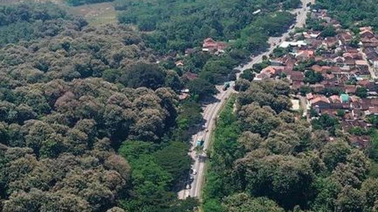 Mengenal Alas Roban, Kawasan Hutan di Jawa Tengah yang Terkenal Angker
