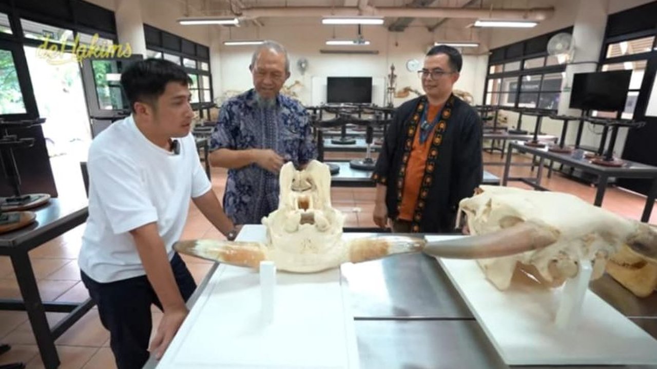 Potret Kerangka Kepala Wariso dan Wisanggeni Sapi Raksasa Irfan Hakim, Kini Jadi Bahan Penelitian