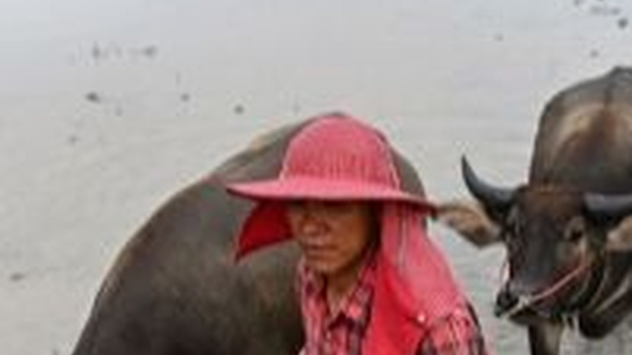 WN India Terlibat Penipuan Jual Beli Daging Kerbau, Kerugian Capai Rp15 Miliar