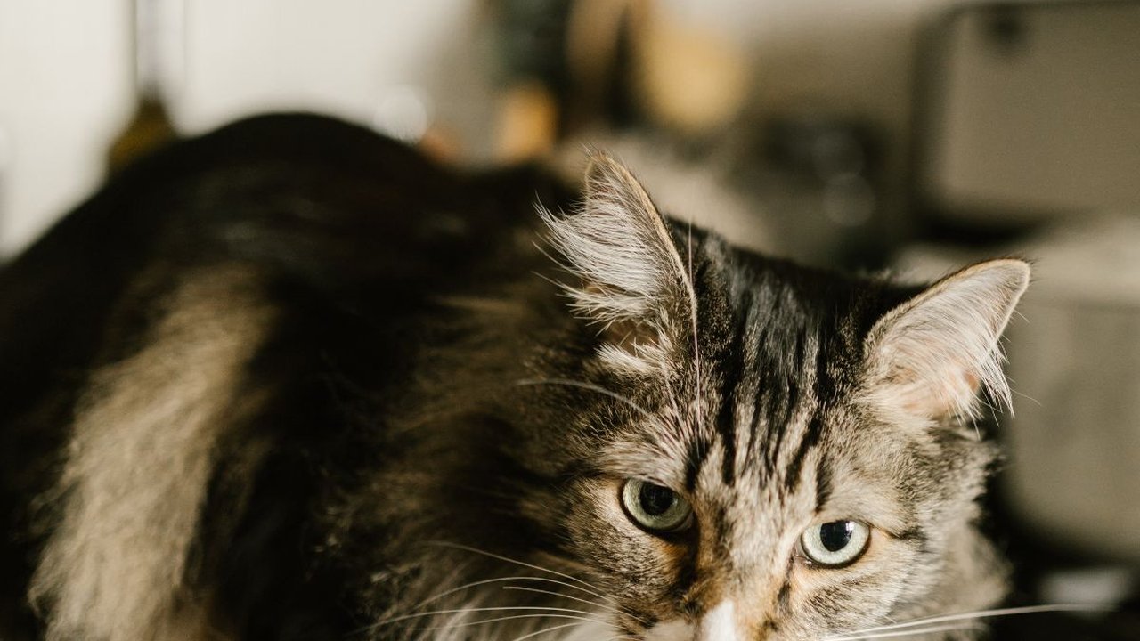 Karakteristik Kucing Maine Coon, Lengkap Beserta Pola Makan dan Cara Merawatnya