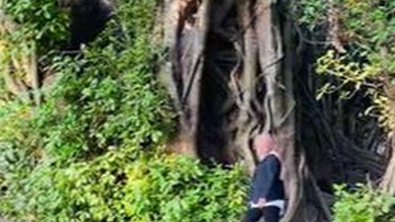Terbentuk Secara Alami, Ini Potret Jembatan Akar Pohon yang Viral di Yogya