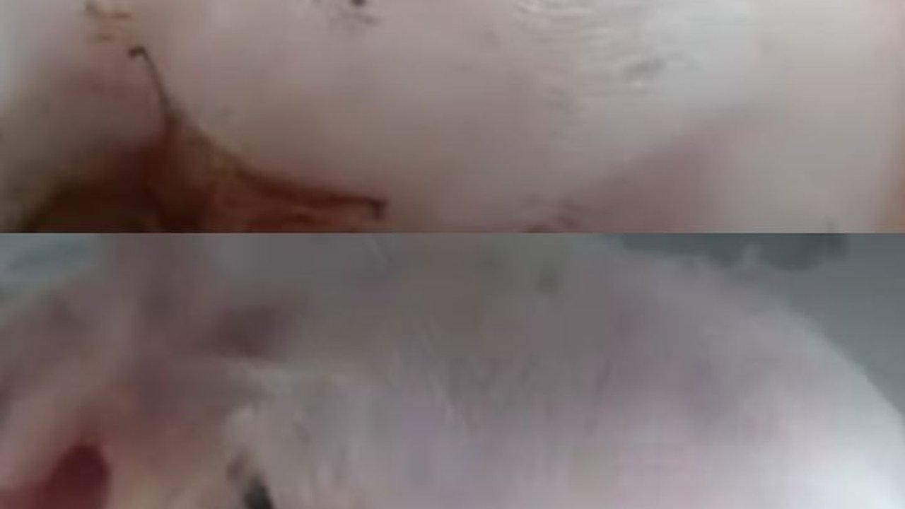 Babi Ini Berkepala Dua dan Punya Empat mata Satu-satunya di Dunia, Ternyata Begini Penyebabnya