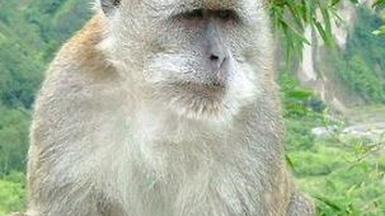 Kawanan Monyet Serbu Pemukiman di Banyumas, Ternyata Ini Penyebabnya