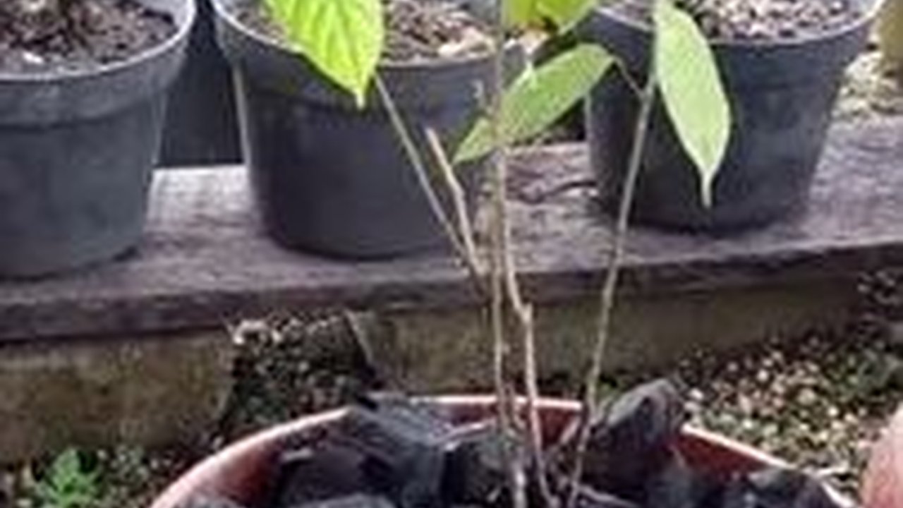 Mengenal Daun Sengkubak, Penyedap Rasa Alami dari Kalimantan yang Kaya Khasiat