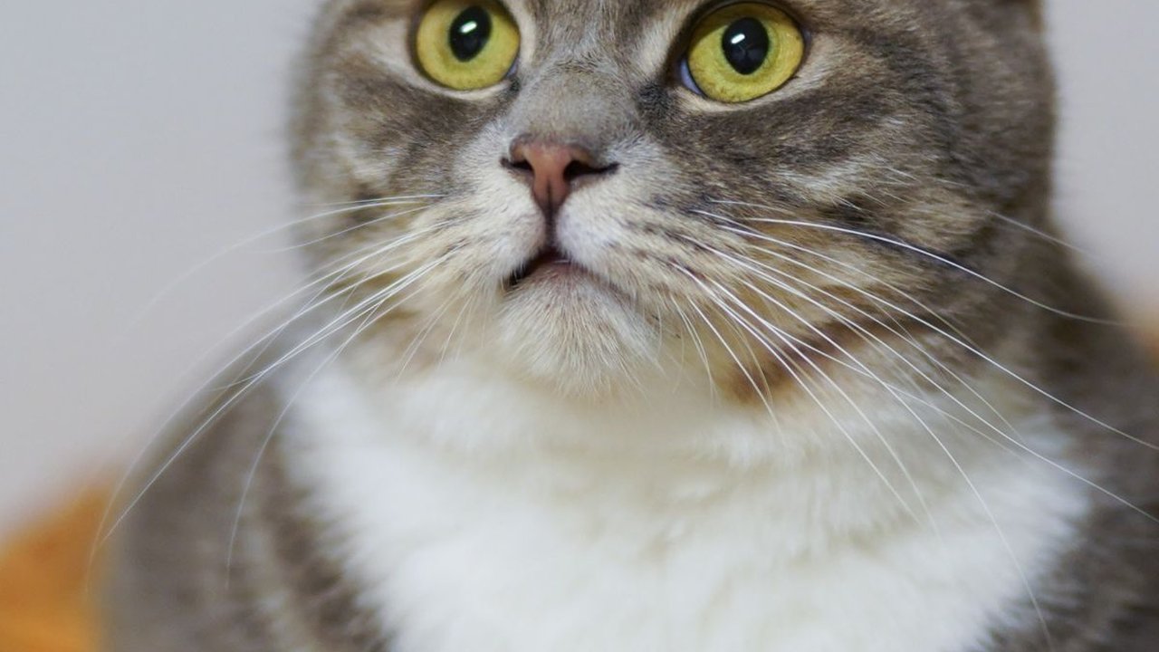 Tak Banyak yang Tahu, Mengapa Kucing Membenci Air? Ketahui Fakta Unik Dibaliknya