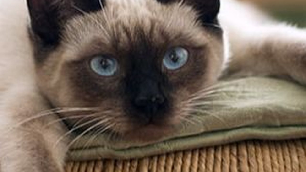 Gemes Banget, Ini 8 Jenis Kucing Lucu Berkaki Pendek yang Bisa Diadopsi