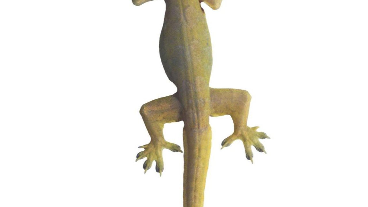 Doa Kejatuhan Cicak dalam Islam, Lengkap Beserta Artinya