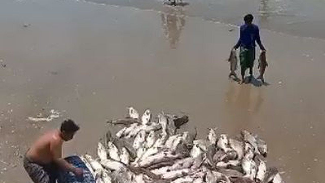 CEK FAKTA: Heboh Ikan Mati di Tuban, Gara-Gara Terkontaminasi Limbah Nuklir?