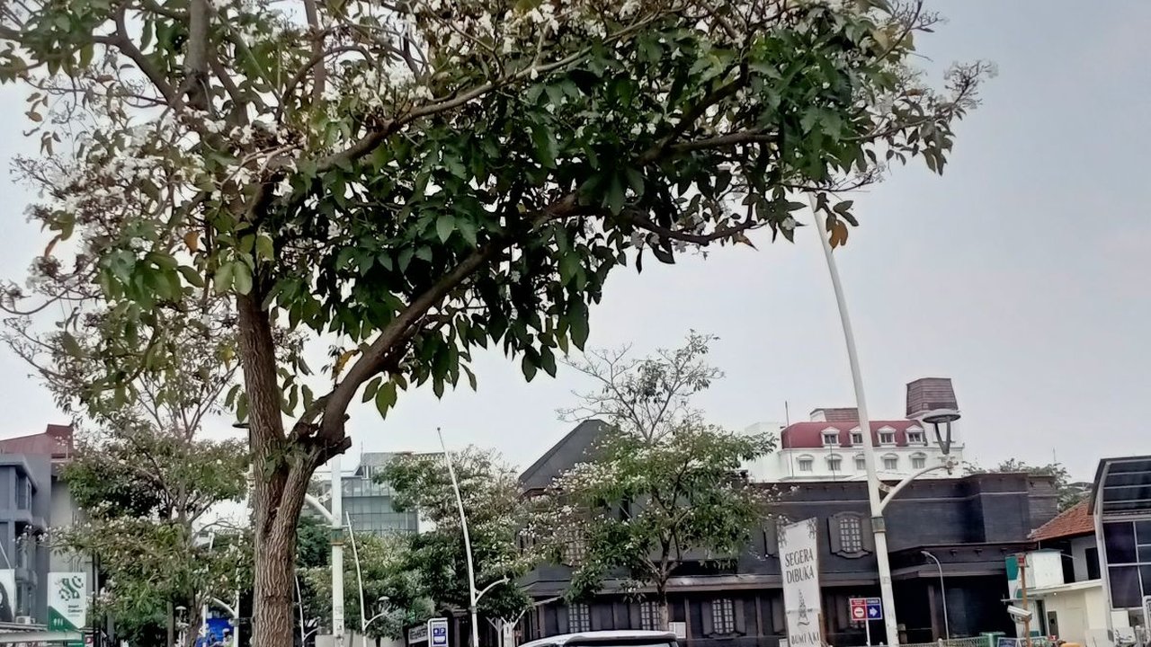 Bunga Tabebuya Mekar di Kemang, Bikin Anak Jaksel Betah: Ini Tuh Bagus Parah