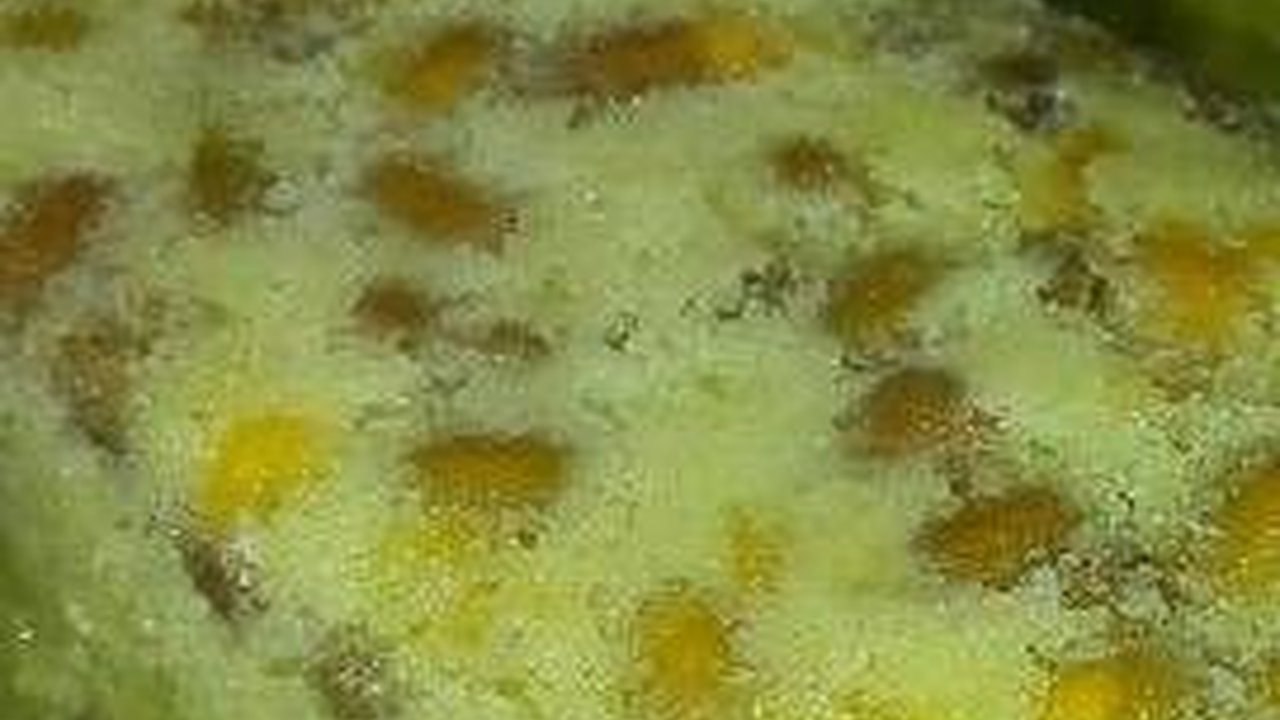 6 Resep Bolu Kacang Hijau Kukus Lembut, Camilan Pengganjal Perut yang Unik