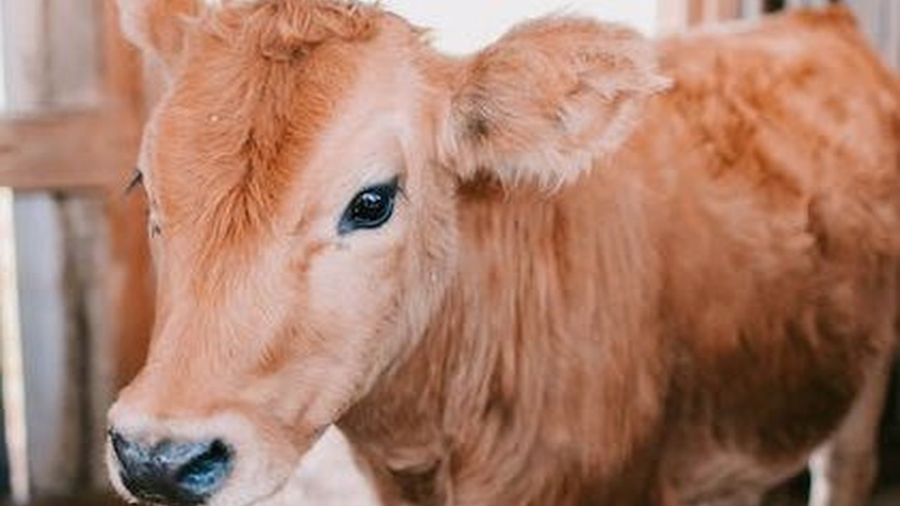 Mengenal Sapi Gumarang, Kesenian Unik yang Gambarkan Suburnya Alam Bandung Barat