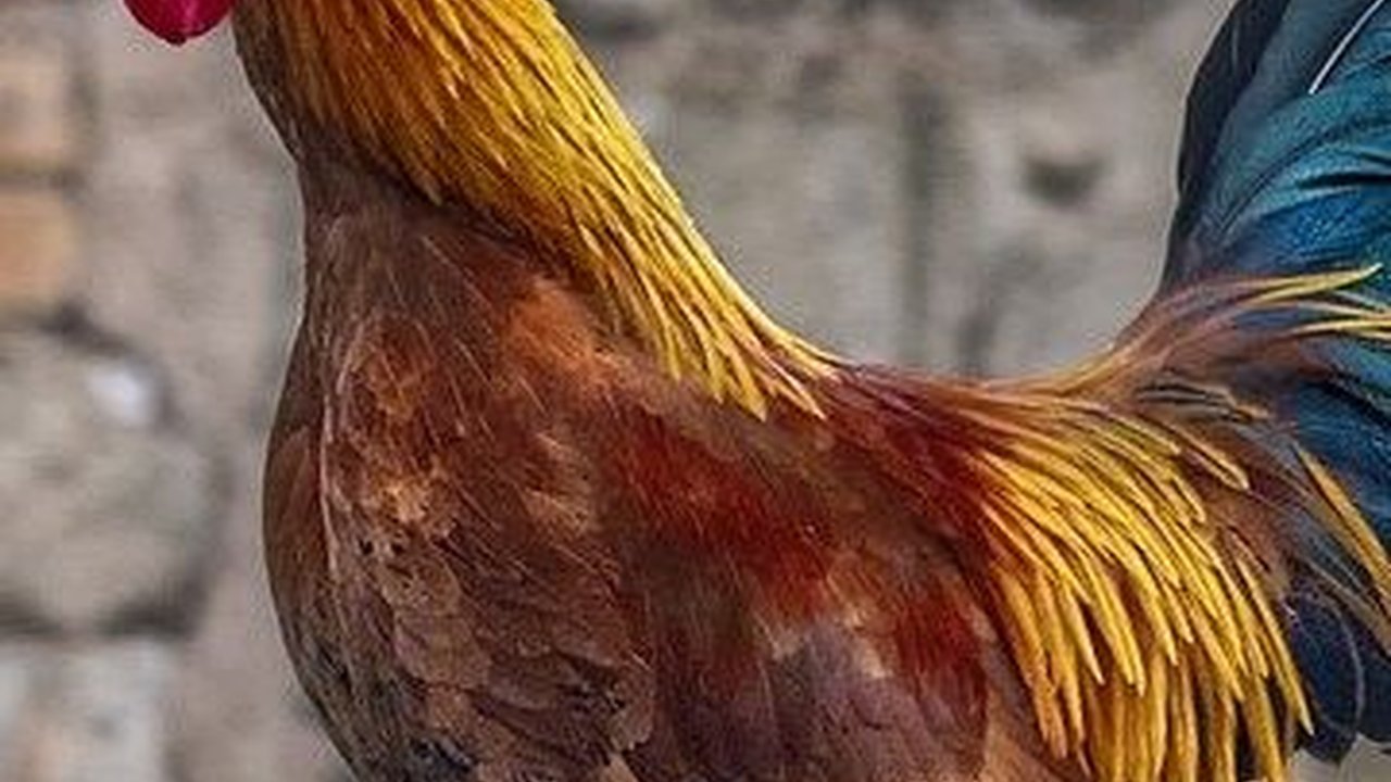 Seekor Ayam Bisa Prediksi Hasil Pertempuran Prajurit Romawi, Begini Kisahnya