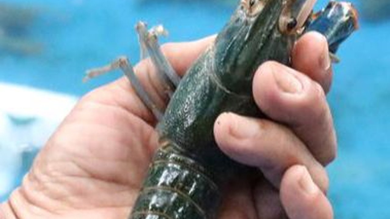 Kisah Buruh Pabrik di Jombang Raup Cuan Jutaan Rupiah dari Budi Daya Lobster Air Tawar