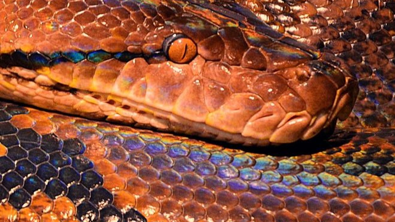 Ditemukan 14 Ekor dalam Sebulan, Ini 6 Fakta Rumah di Matraman yang Diduga Jadi Sarang Ular Sanca