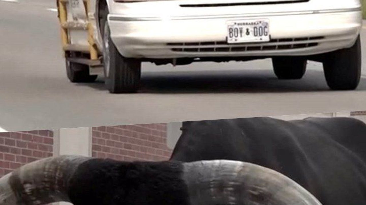 FOTO: Ada-Ada Saja, Pria Ini Ajak Banteng Kesayangan Jalan-Jalan Naik Mobil Sedan