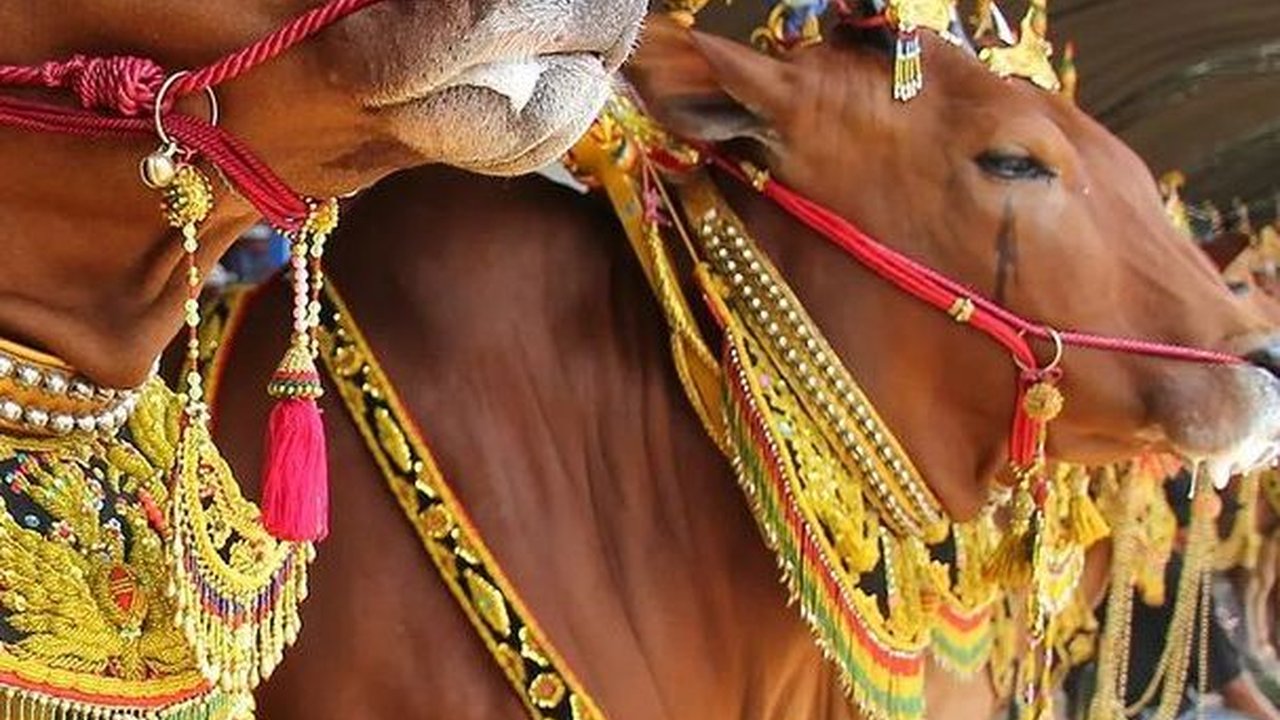 Mengenal Permainan Sapi Sonok Madura, Sapi Tampil Cantik dan Anggun di Pelaminan