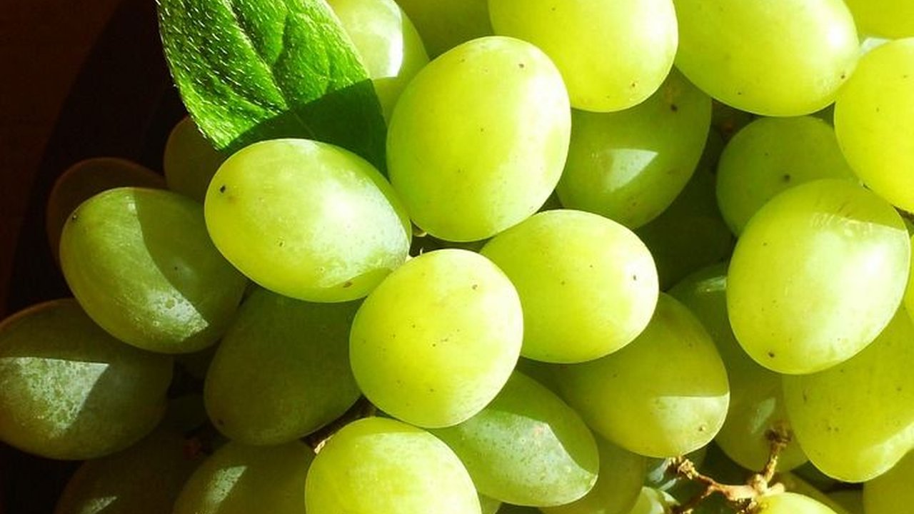 Manfaat Anggur Muscat yang Viral Punya Aroma Unik, Kenali Kandungannya